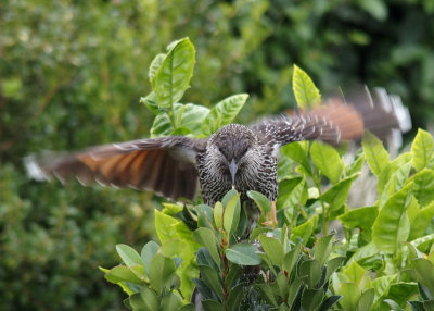 Red wattlebird