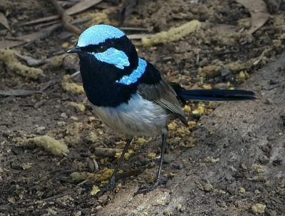 Superb Fairy-wren (male), New South Wales