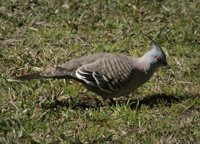 Crested pigeon, Sydney