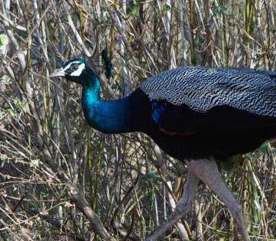 Peacock, Sri Lanka