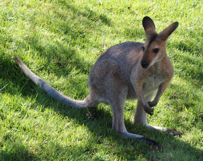 Wallaby