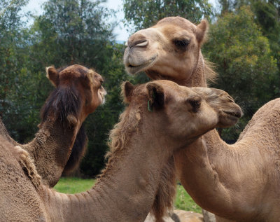 A quorum of camels