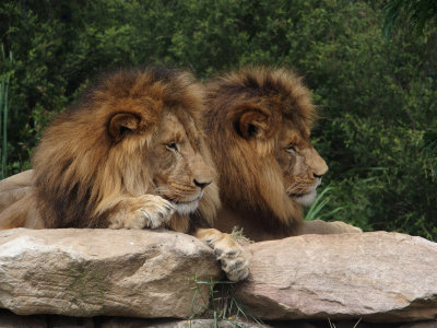 Bored lions