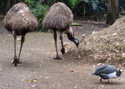Emus  and visitor