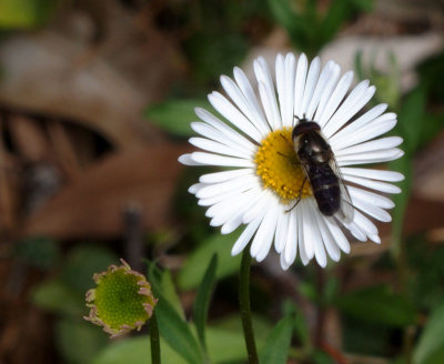 Small daisy with visitor
