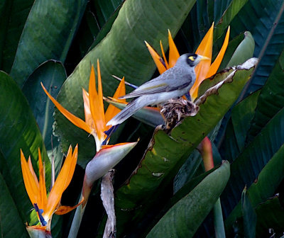 Noisy miner among the Strelitzias 