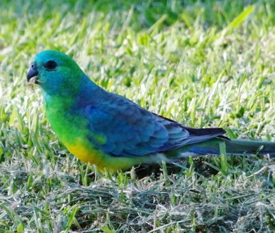 Red-rumped parrot, New South Wales
