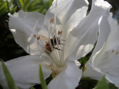 Deeply involved bee