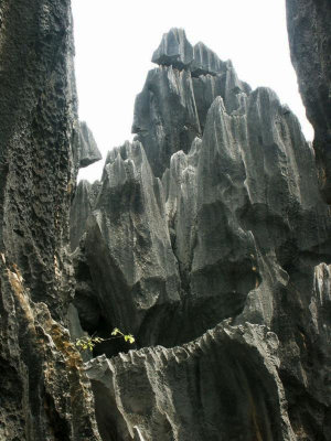 In the stone forest