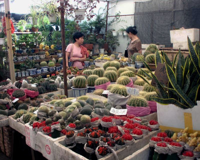 Cactus for sale