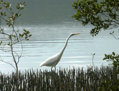 Egret  in mangroves   1