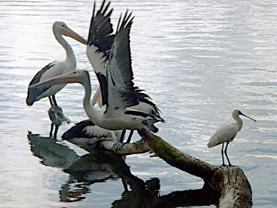 Pelicans and friend