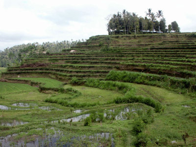 Rice terraces near Selat