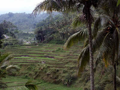 Rice terraces, Unde River, Bali, Indonesia