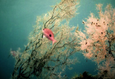 Underwater Observatory