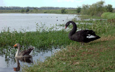 Swan & Goose, Pughs Lagoon