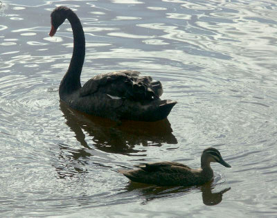 Black swan, black duck