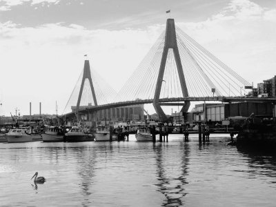Anzac Bridge and pelican