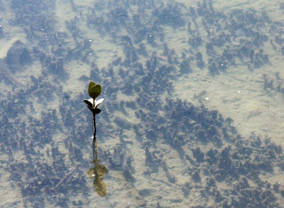 Mangrove shoot in shallow water
