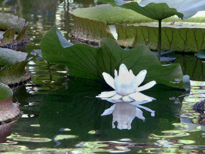 Blossom in a pool