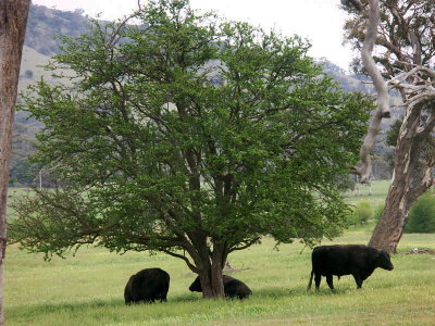 Cattle on former Lanyon land