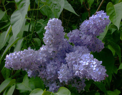 Lilac, Cuppacumbalong garden