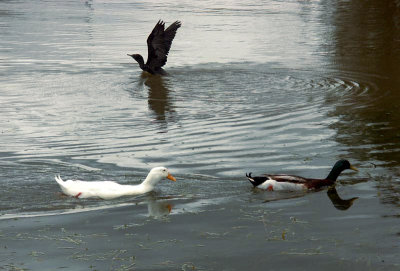 Duck domestic