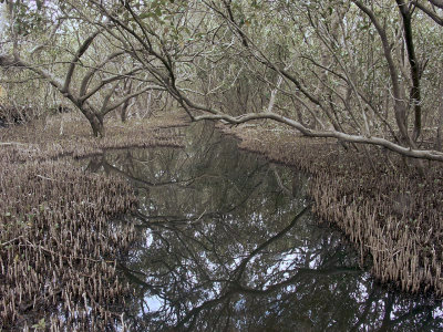 Mangrove Swamp