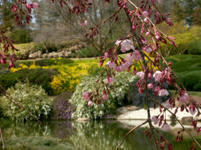 Cherry blossom, garden and pool beyond