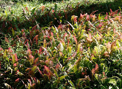 Ferns near the top of Mount Banks