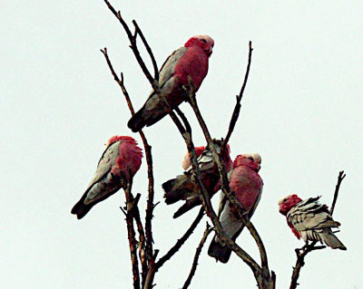 Galahs