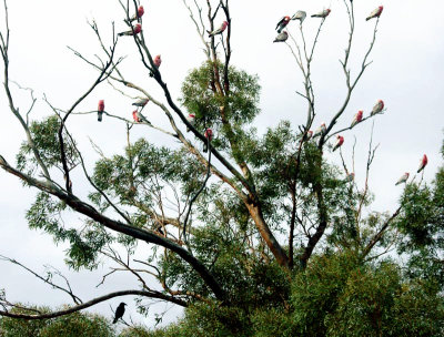 23 galahs and a currawong