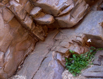 Small new plant, big old rocks