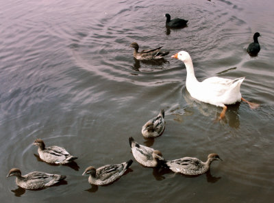  Goose family with two outsiders