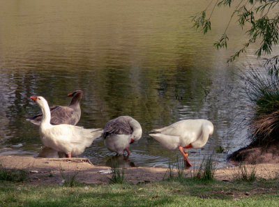  Geese preparing to go out