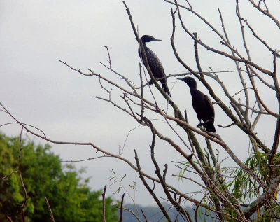  Little black cormorants
