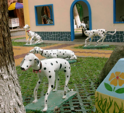 Imported Dalmatians