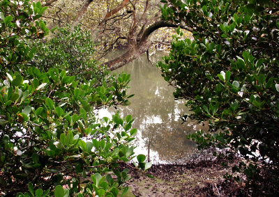 Secret mangrove business