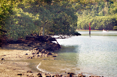 Mangroves and a muddy beach