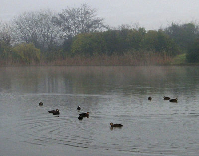 Winter morning, with ducks