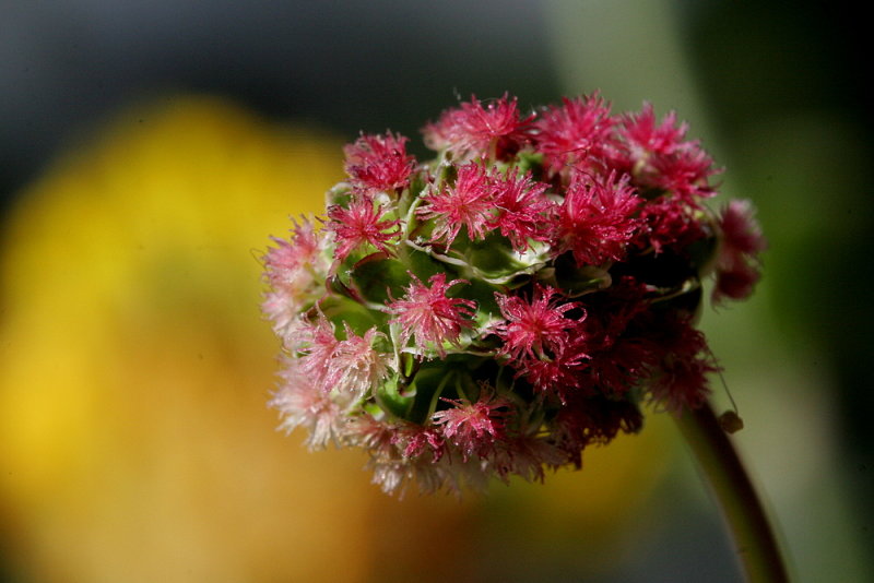 Dutch Flora 