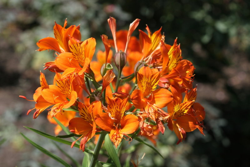 Alstroemeria <br>Peruvian lily <br>Peruviaanse lelie