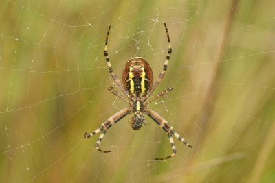 Argiope bruennichi Wasp spider Wespspin