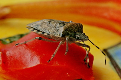 Rhaphigaster nebulosa Grauwe schildwants
