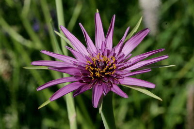 Tragopogon porrifolius Purple or common salsify Paarse morgenster