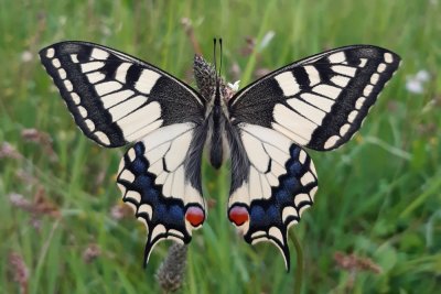 Papilio machaon Old World swallowtail Koninginnenpage