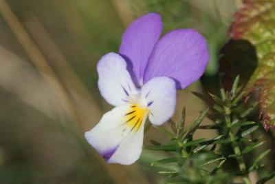 Viola curtisii Seaside pansy Duinviooltje