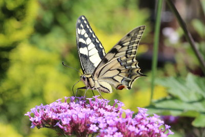 Papilio machaon Old World swallowtail Koninginnenpage