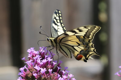 Papilio machaon Old World swallowtail Koninginnenpage