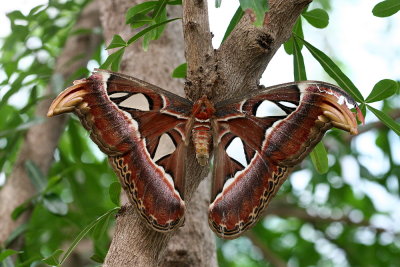 Attacus atlas Atlas moth Atlas vlinder